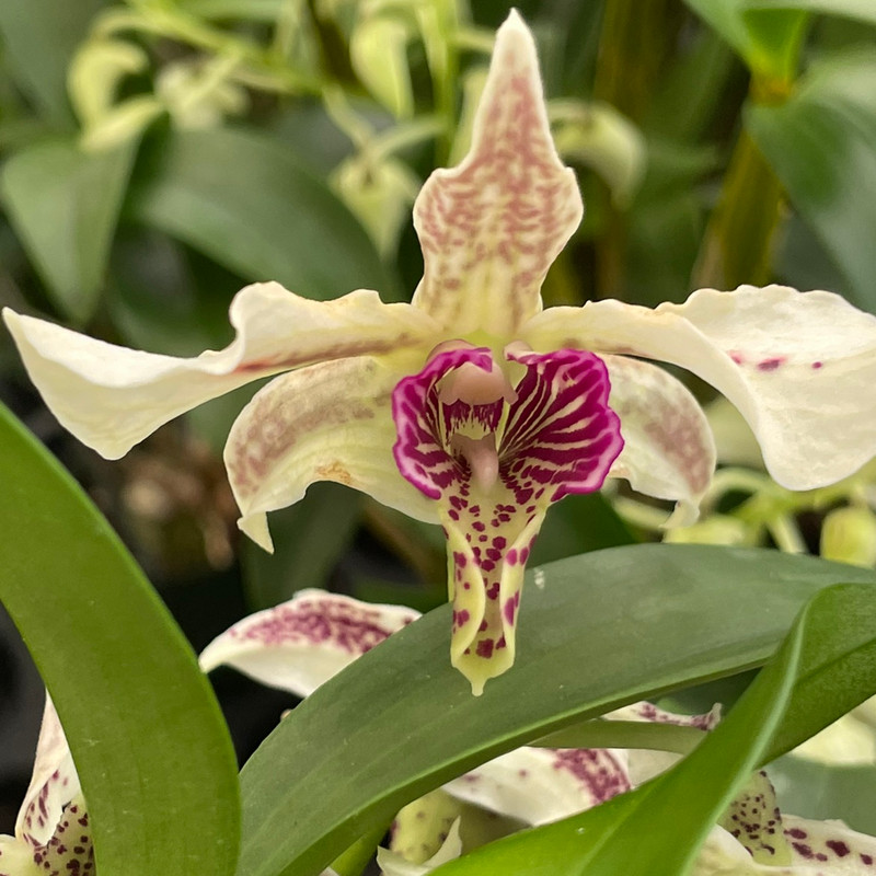 Dendrobium Kyle Quintal (rhodost. x atroviolaceum) - J&L Orchids