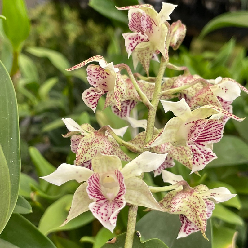 Dendrobium QF Mahea (Mini Snowflake x polys) - J&L Orchids