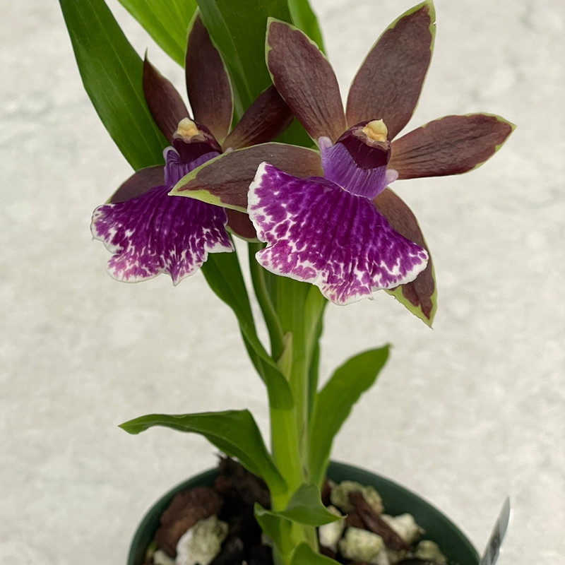 Zygopetalum Jumpin Jack, BS - J&L Orchids