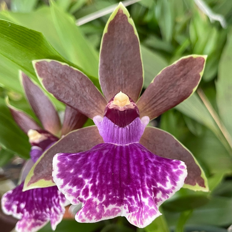 Zygopetalum Jumpin Jack, BS - J&L Orchids