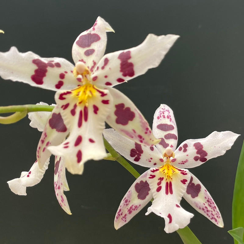 Bllra. Big Shot 'Hilo Sparkle' — Palmer Orchids, big shot 