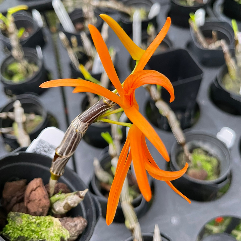 Dendrobium dickasonii - J&L Orchids