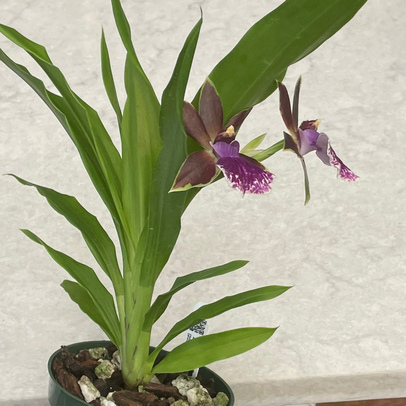 Zygopetalum Jumpin Jack In Bud/ spike J&L Orchids