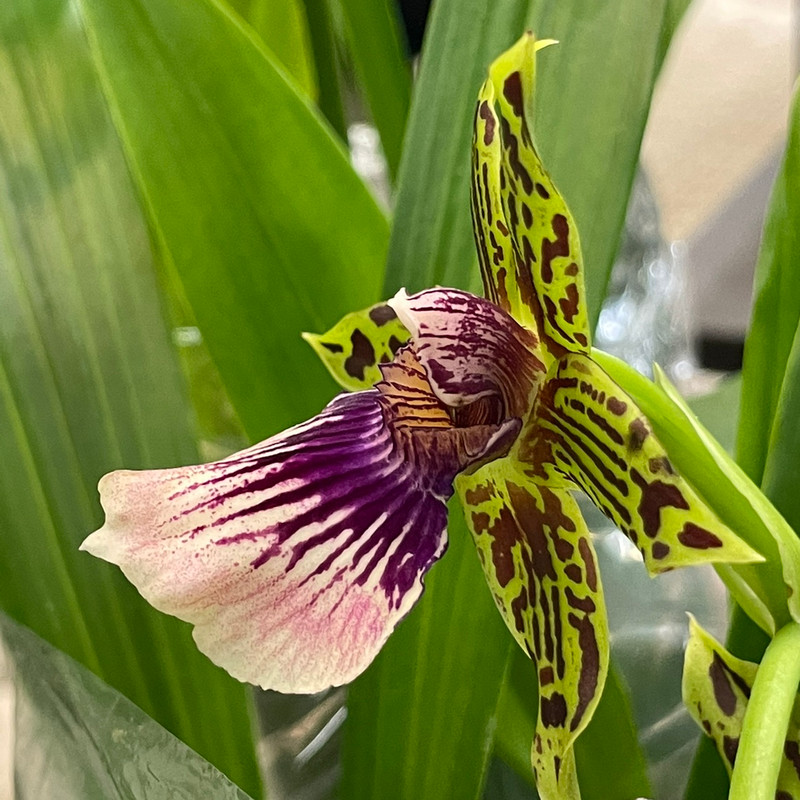 Galeopetalum Starburst 'Parkside' AM/AOS - J&L Orchids