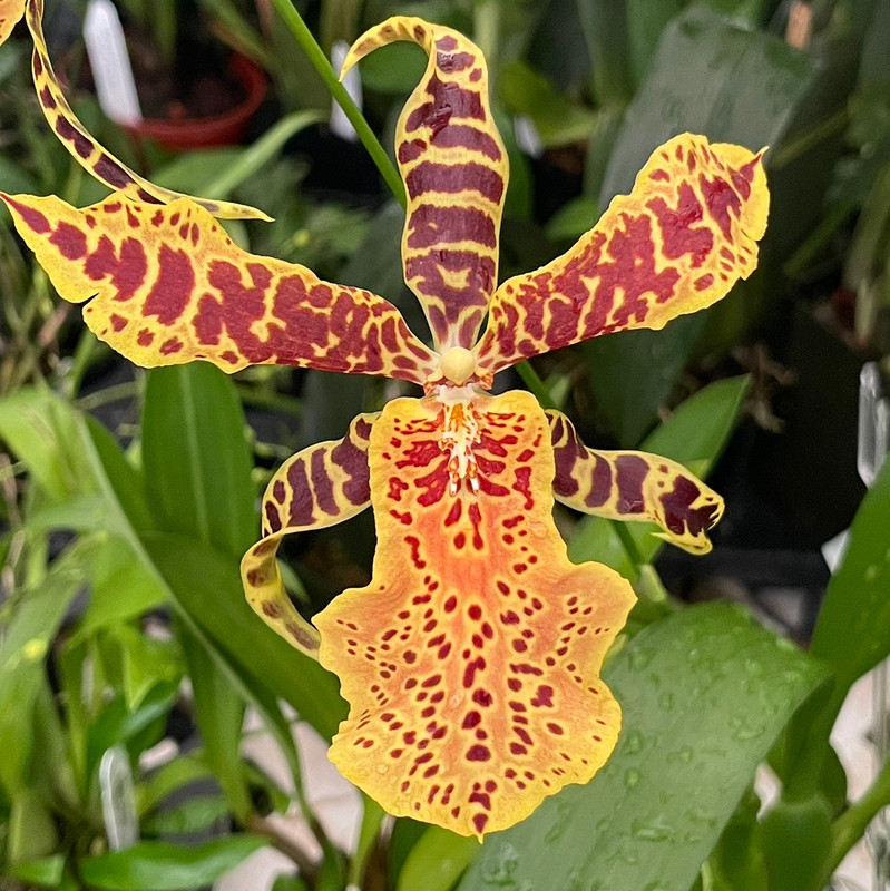 Aliceara Hilo Ablaze 'Hilo Gold' - Blooming size - J&L Orchids