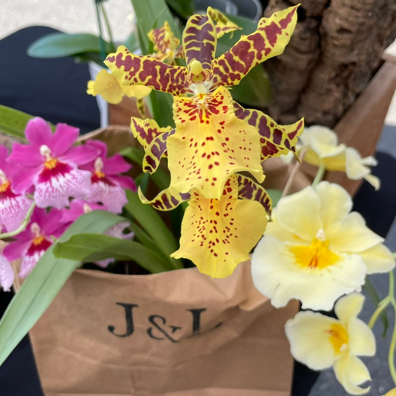 Delivery to Weston, Trumbull, Monroe J&L Orchids