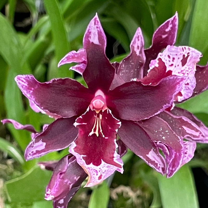 Vuylstekeara Melissa Brianne 'Dark' - J&L Orchids