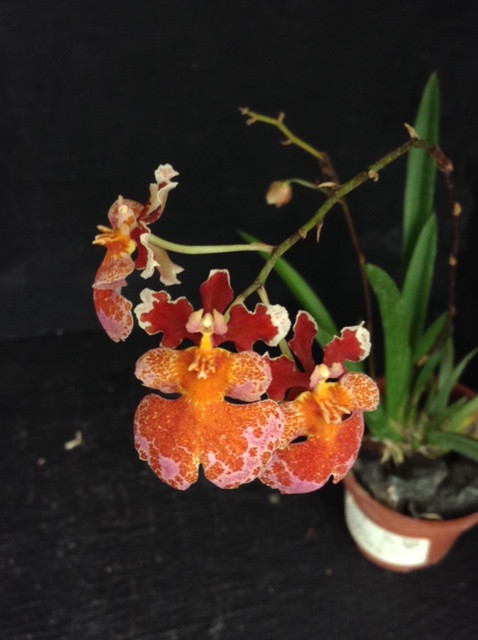 Tolumnia Hybrid - Zgz OD Savage Valentine - J&L Orchids