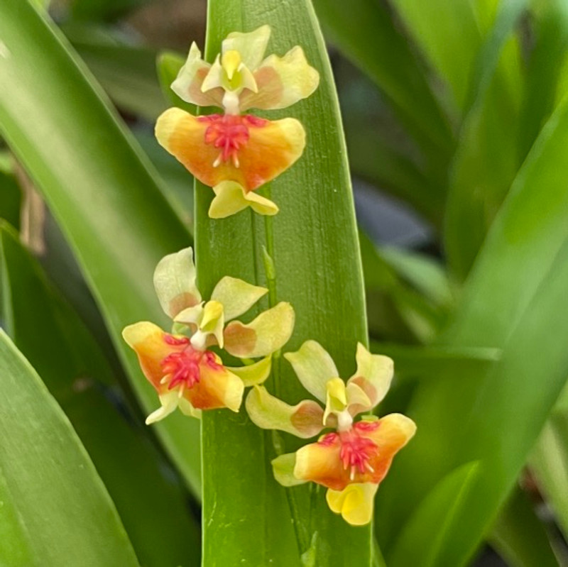 Oncidium Twinkle Misaki Obry 'Crimson Gold'