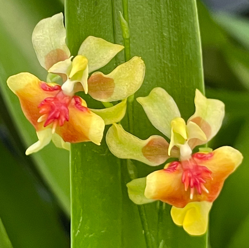 Oncidium Twinkle Misaki Obry 'Crimson Gold' - J&L Orchids