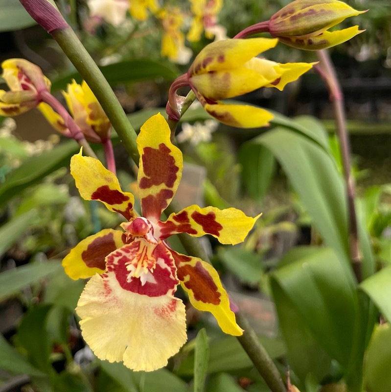 Onscostele Wildcat 'Garfield' - J&L Orchids