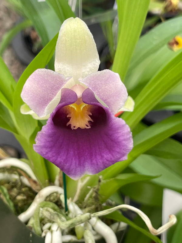 Cochleanthes discolor, some could be in bud