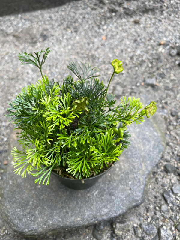 Elaphoglossum peltatum (fern) - J&L Orchids