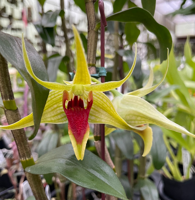 Dendrobium Hsinying Tobazuki, in Bud - J&L Orchids