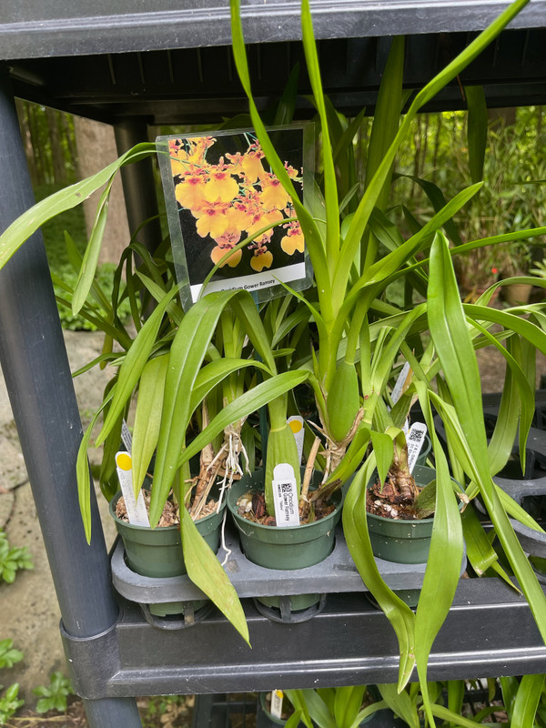 Non Blooming Oncidium Sale - J&L Orchids