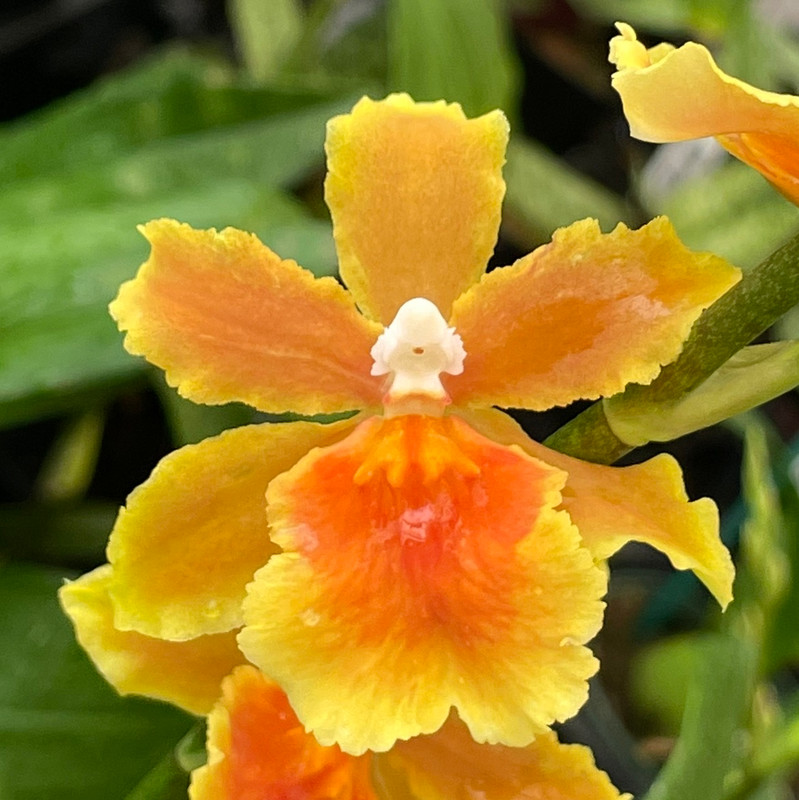 Oncostelopsis Brazilian Sun 'Samba', in flower - J&L Orchids