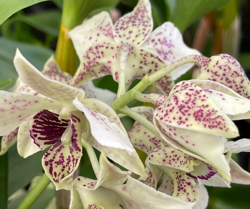 Blooming Orchid, Grower's Choice of Dendrobium Latourea hybrids