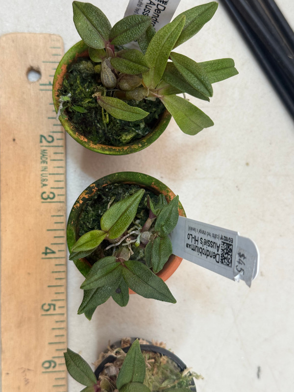 Dendrobium Aussie's Hi-Lo - J&L Orchids