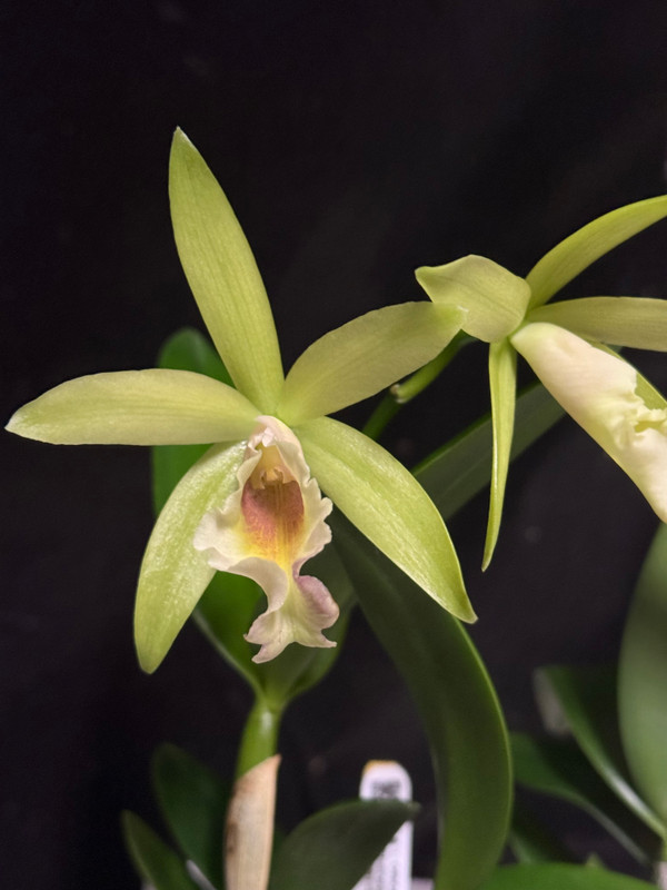 Brassolaelia hybrid (Procatavola Key Lime Stars 'Pink Flush' x