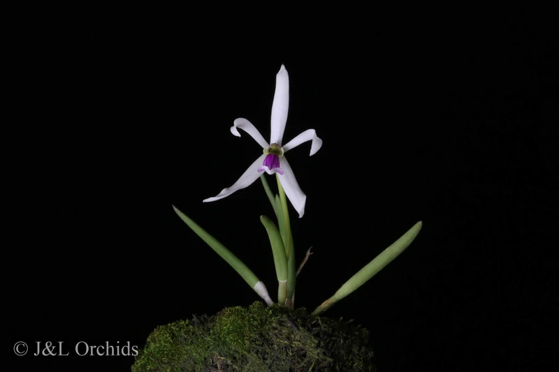 Leptotes Leptotes bicolor - J&L Orchids