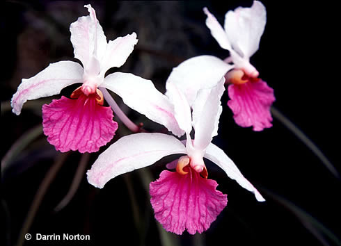 Holcoglossum kimballianum - J&amp;L Orchids