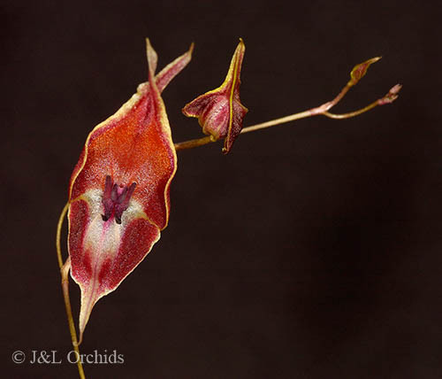 Lepanthes cloesii - J&L Orchids