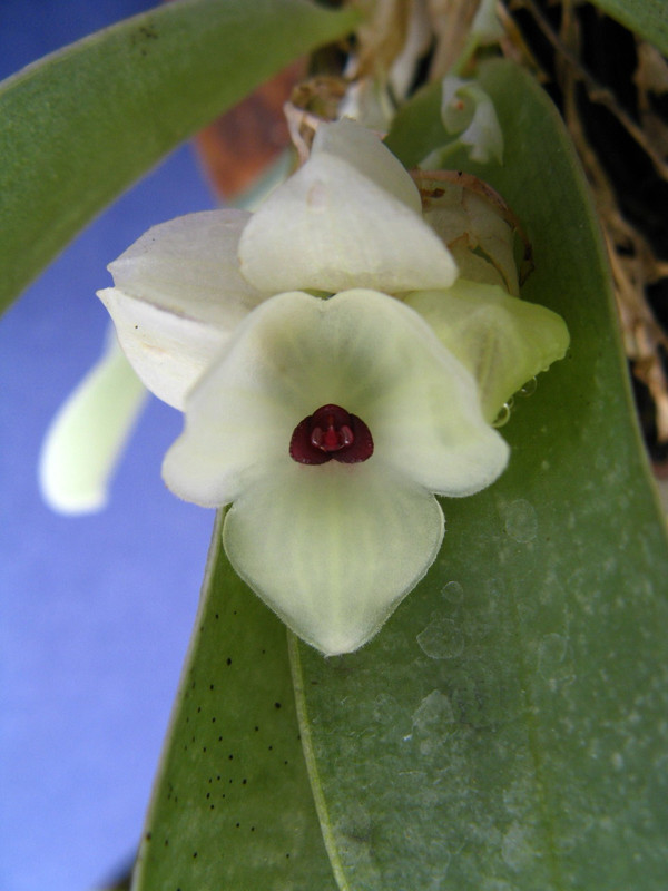 Stelis gemma - J&L Orchids