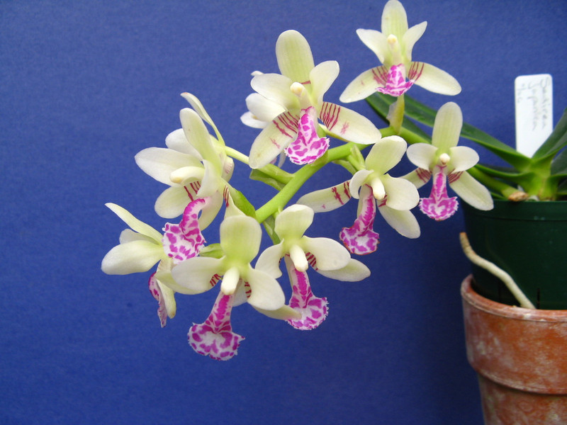 Sedirea japonica