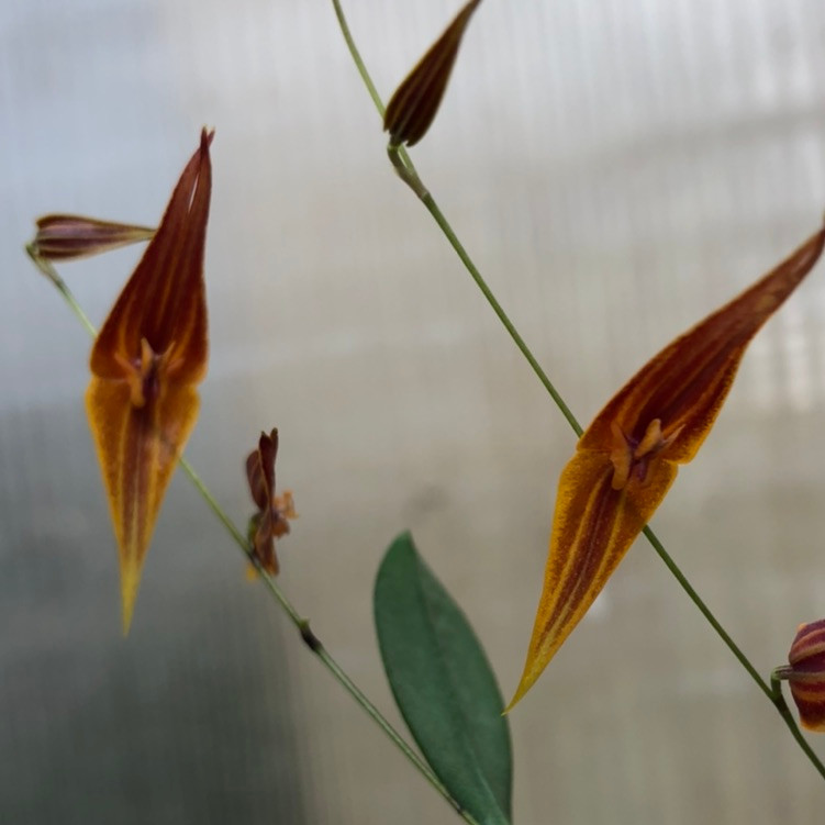 その他観葉植物 Lepanthes orchestris Lepanthes pastoensis - J&L Orchids