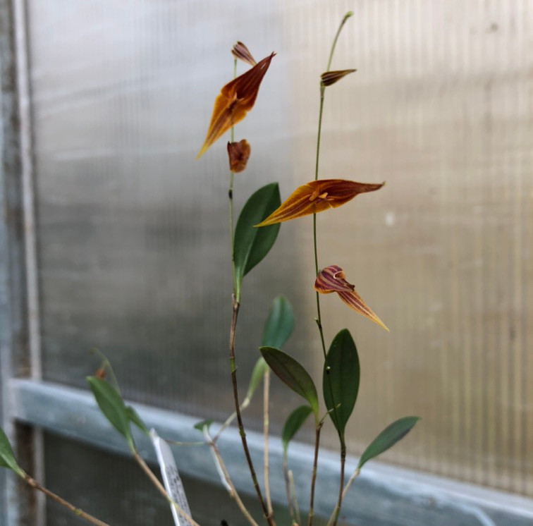 Lepanthes pastoensis - J&L Orchids