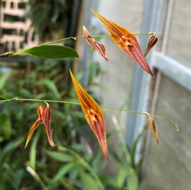 その他観葉植物 Lepanthes orchestris Lepanthes pastoensis - J&L Orchids