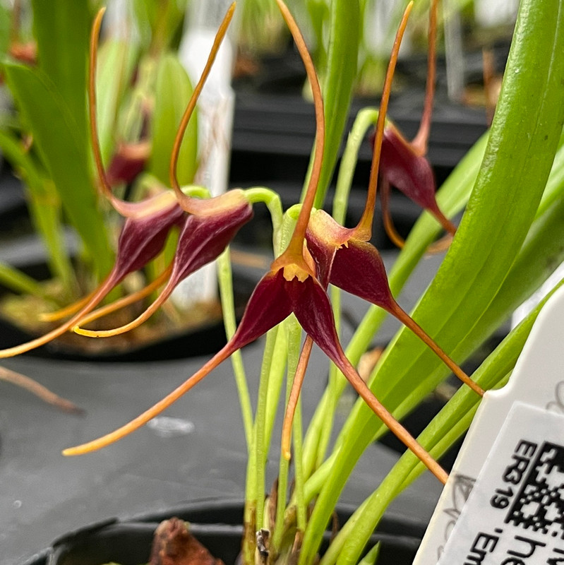 Masdevallia herradurae - J&L Orchids