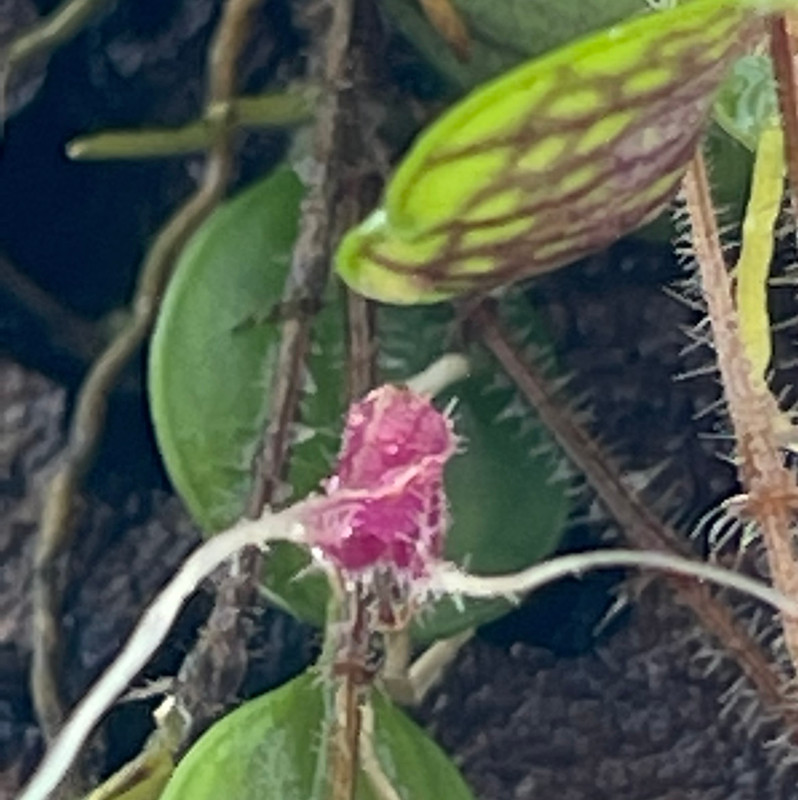 Trichosalpinx chamaelepanthes red