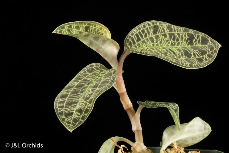 Macodes petola - J&L Orchids