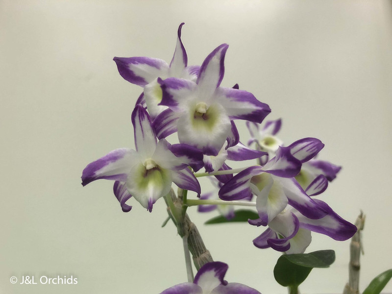 Dendrobium Hamana Lake 'Prism' - J&L Orchids