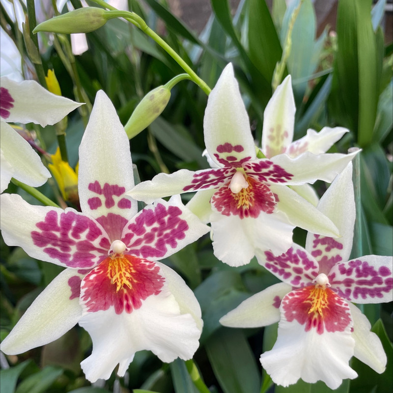 Beallara Big Shot 'Hilo Sparkle', in bud - J&L Orchids