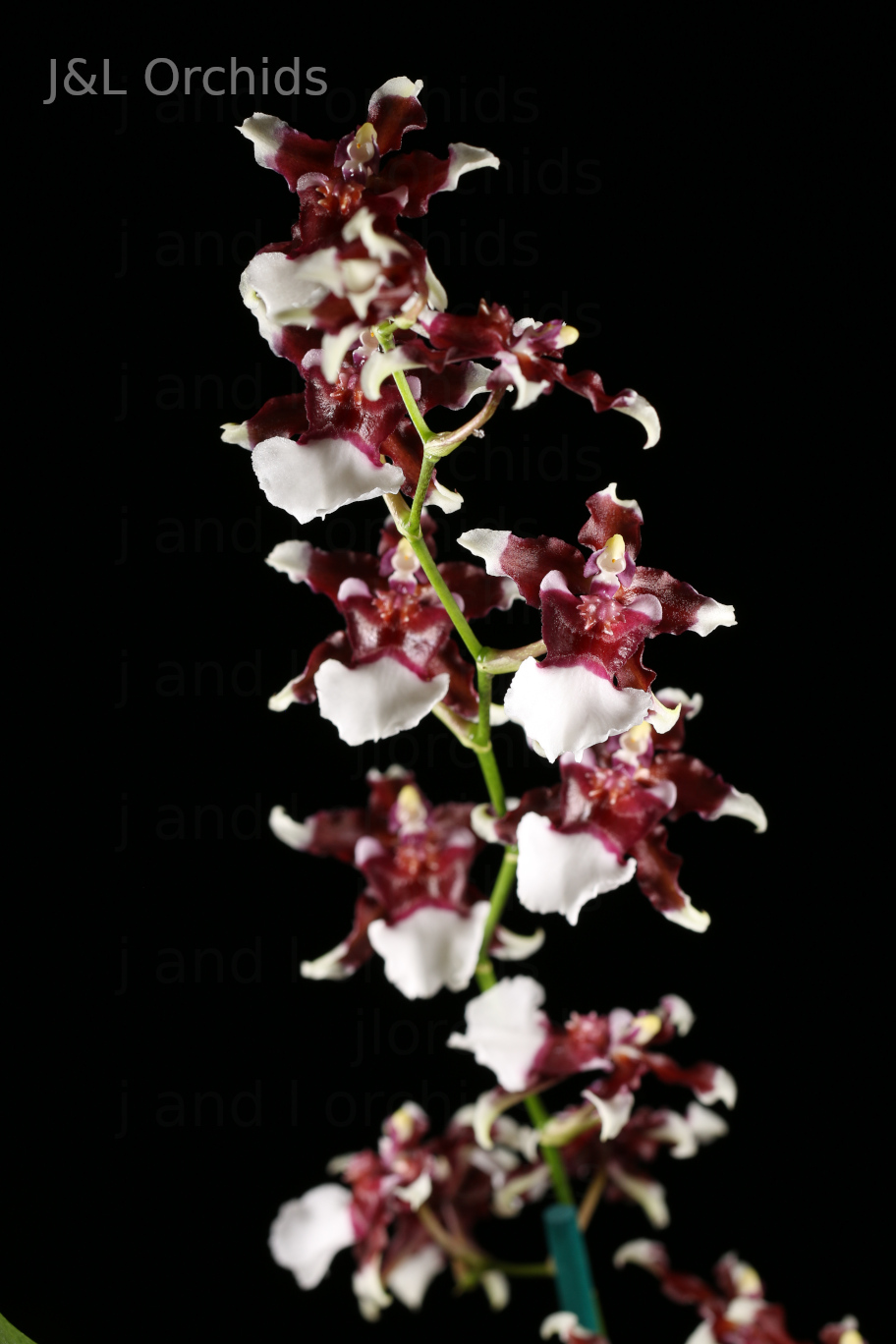 Oncidium Aka Baby 'Raspberry Chocolate', in Spike - J&L Orchids
