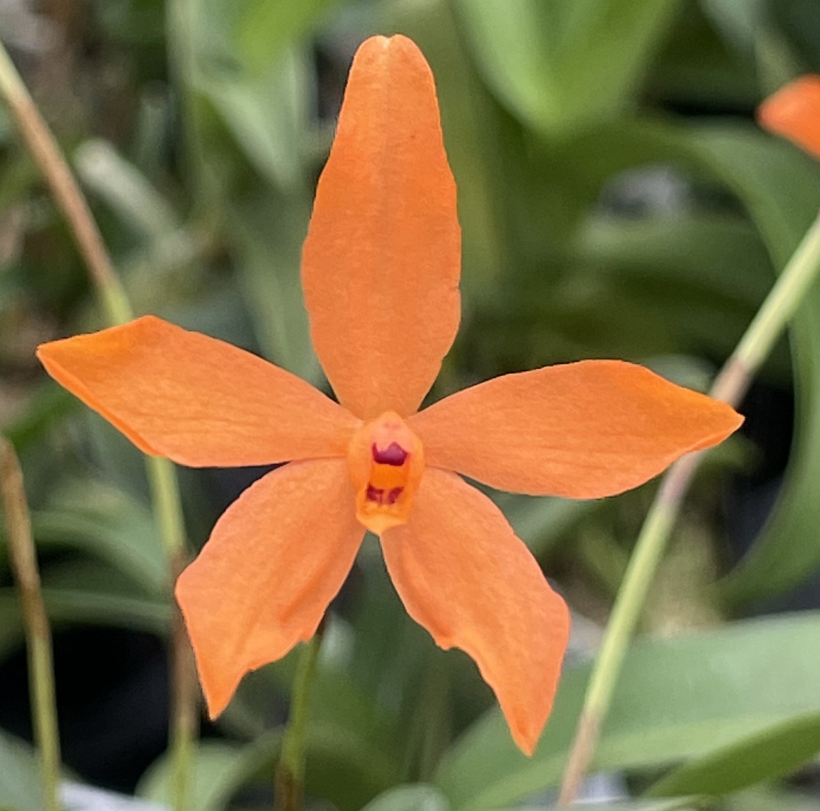 PAPABONKANGAETEMIROYO RANKIN’TAXIKONYAHA EMERSON K55HXHPK-8801 Blower Motor 1HP 115V 1075RPM 4SPD 60Hz