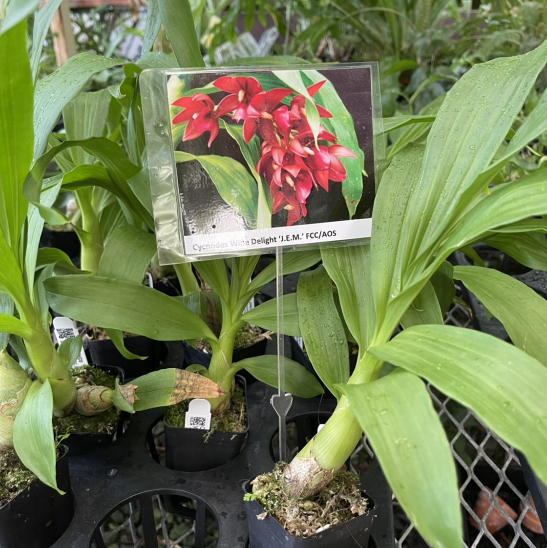 Cycnodes Wine Delight 'JEM' FCC/AOS - J&L Orchids