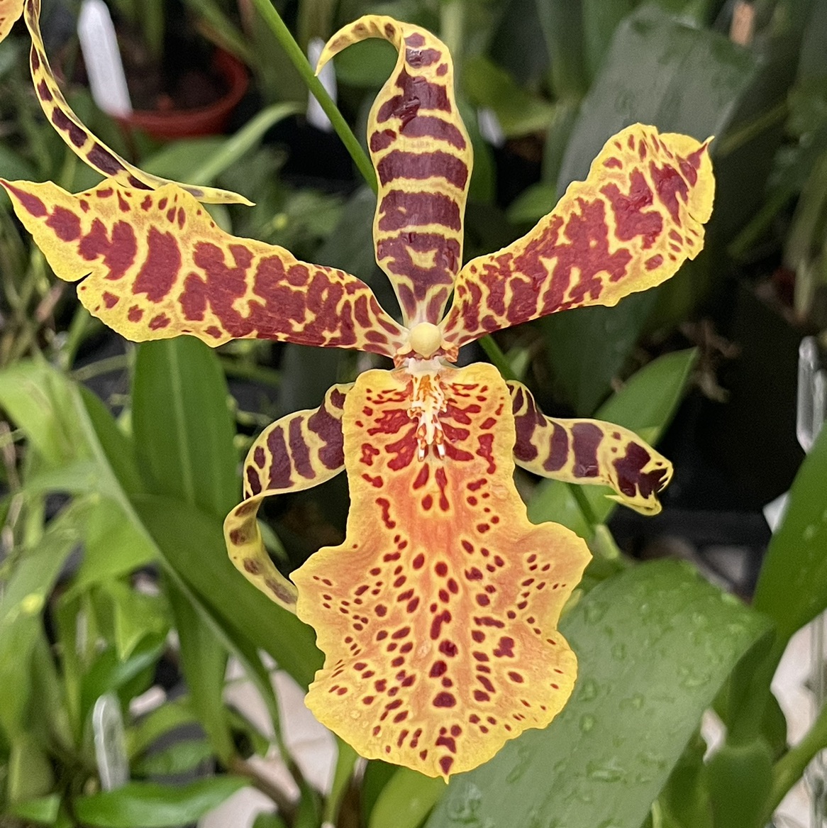 Aliceara Hilo Ablaze 'Hilo Gold' - Blooming size - J&L Orchids