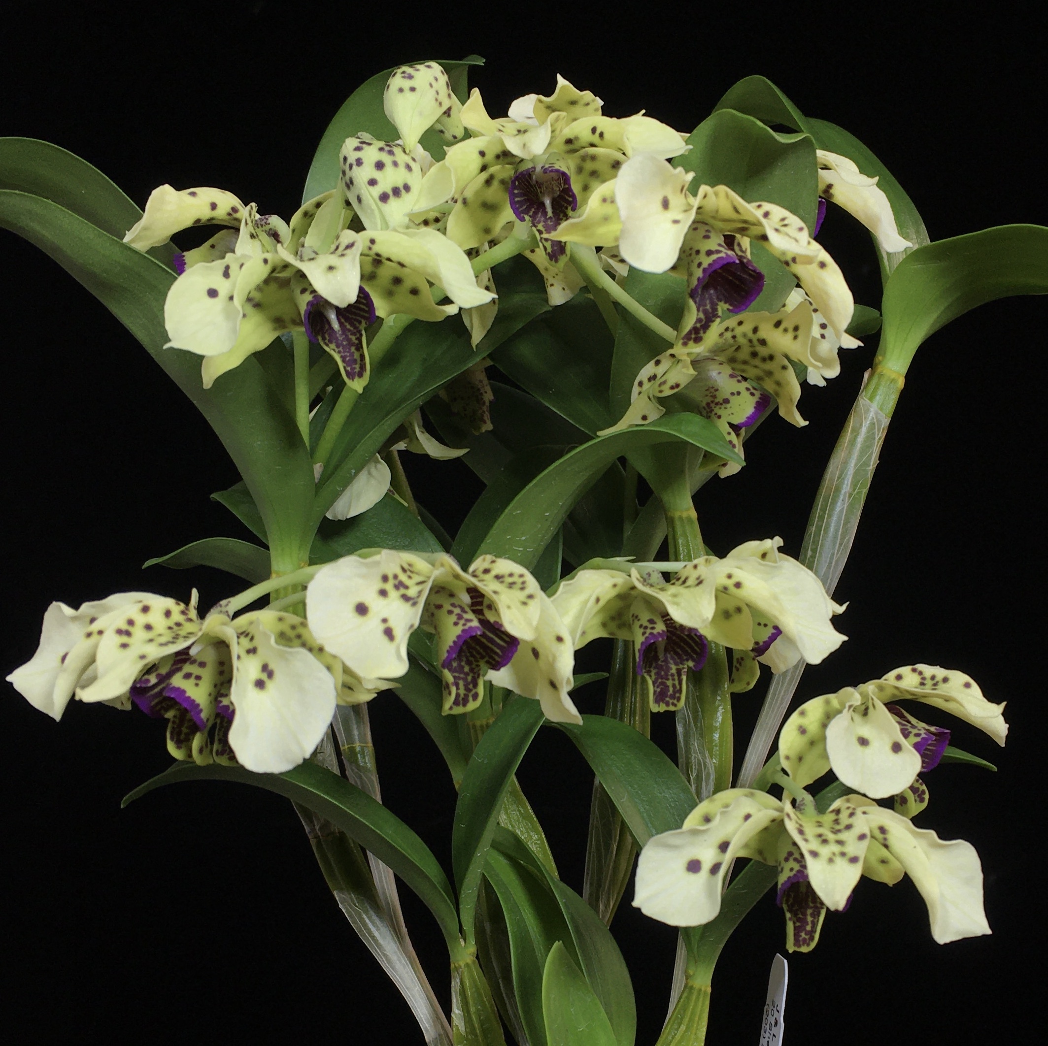 Dendrobium Kaila Quintal - J&L Orchids