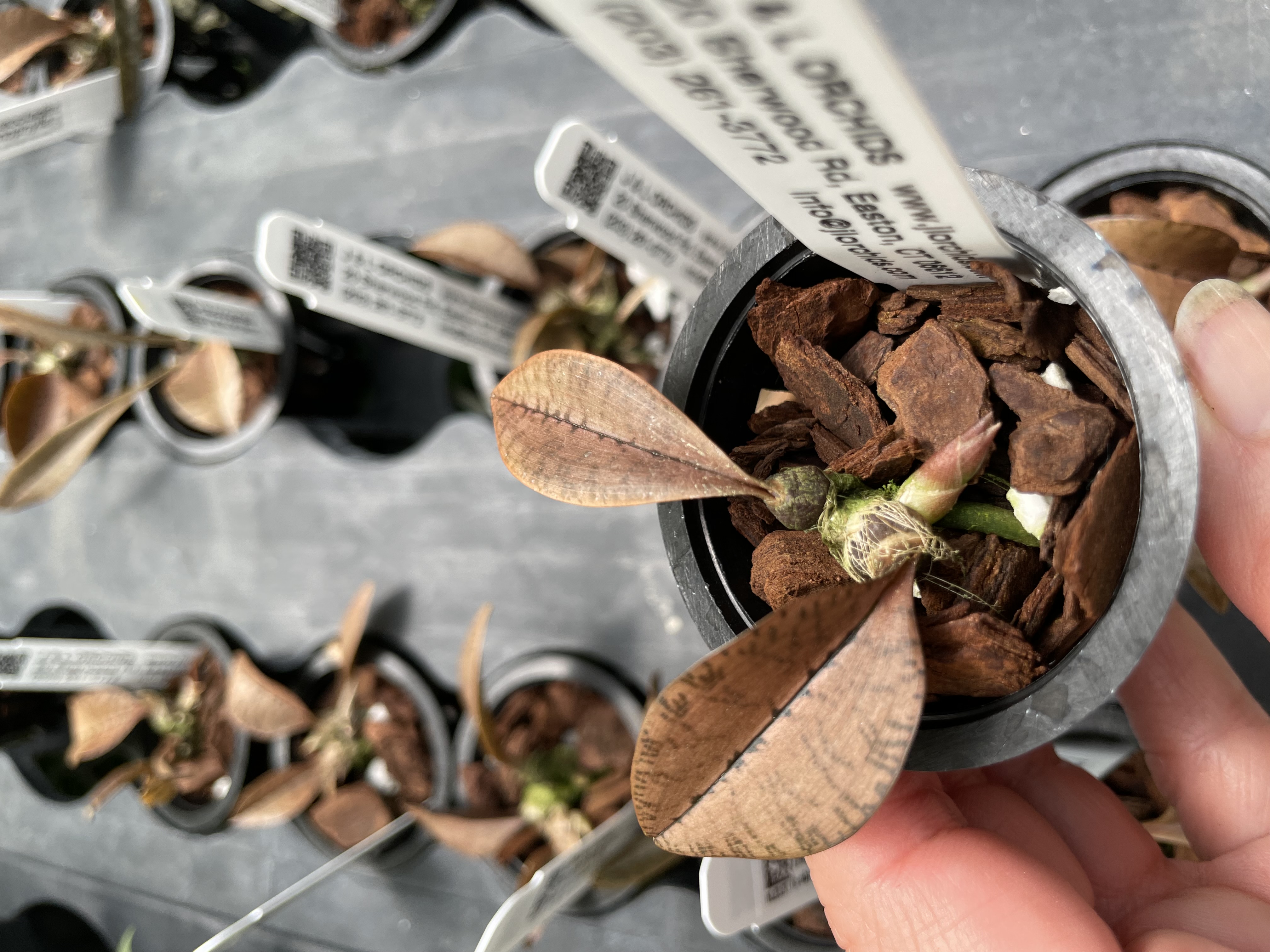 Oeceoclades monophylla - J&L Orchids