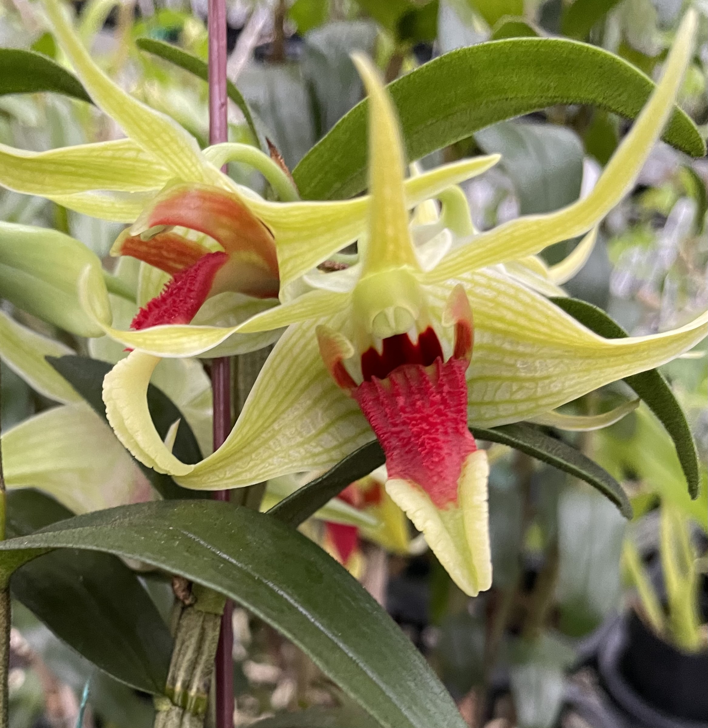 Dendrobium Hsinying Tobazuki, in Bud - J&L Orchids
