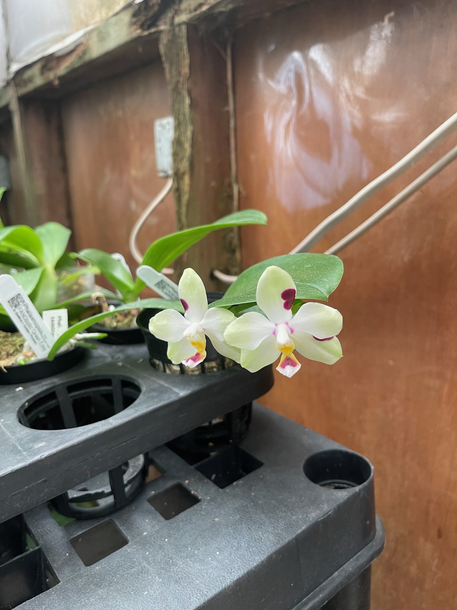 Phalaenopsis Fangtastic Green Envy - J&L Orchids
