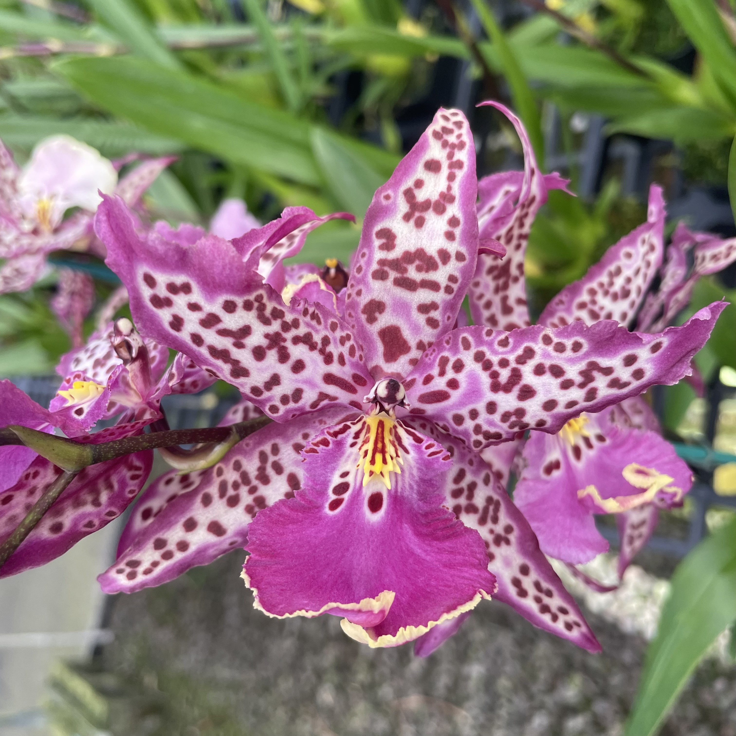 その他 *Flower* 6月30日(月) 20時よりWebショップにて、 シェイプドTシャツ《Flower in