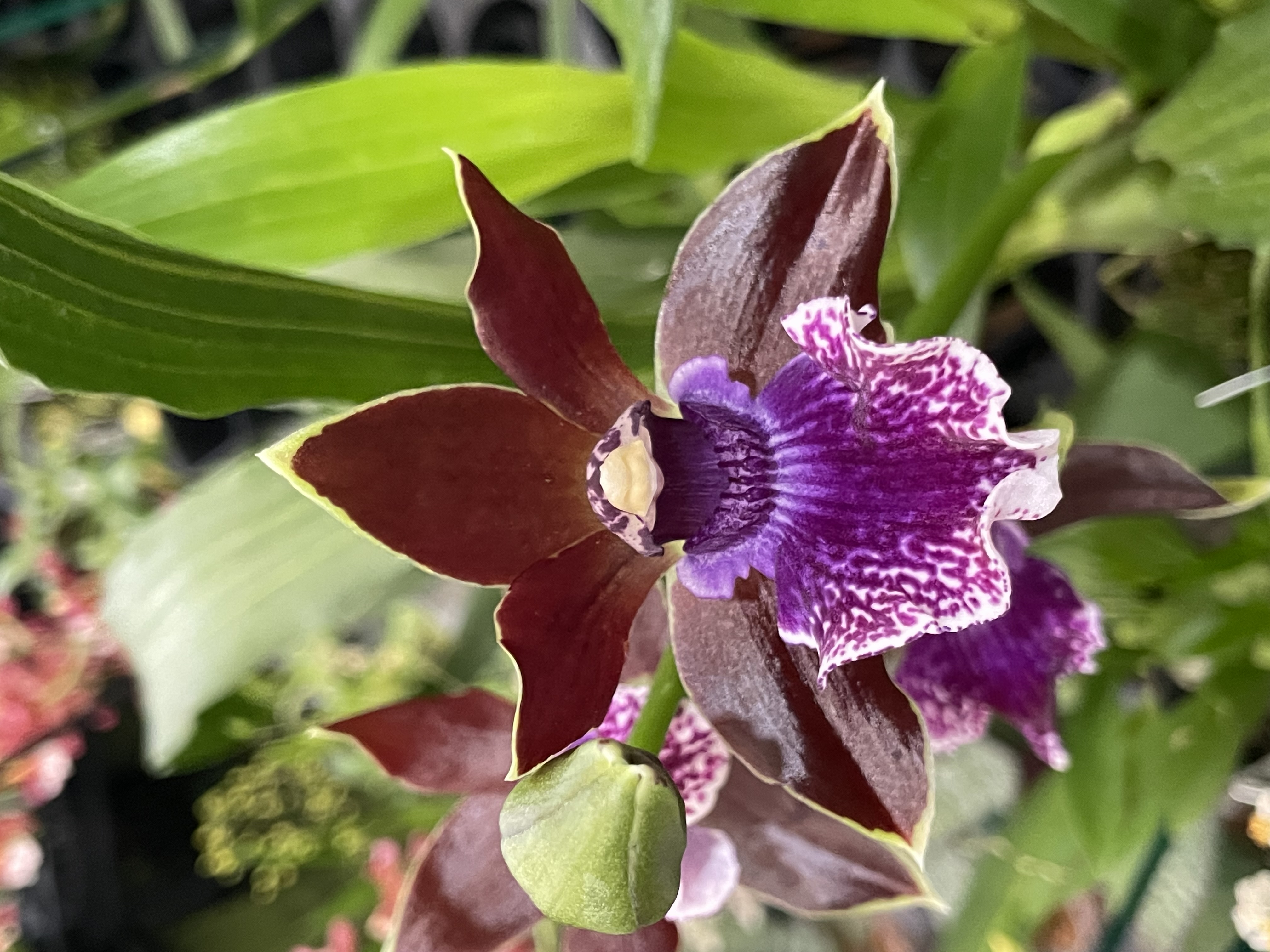 Zygopetalum Debbie De Mello 'Honolulu Baby' AM/AOS - Open Flowers