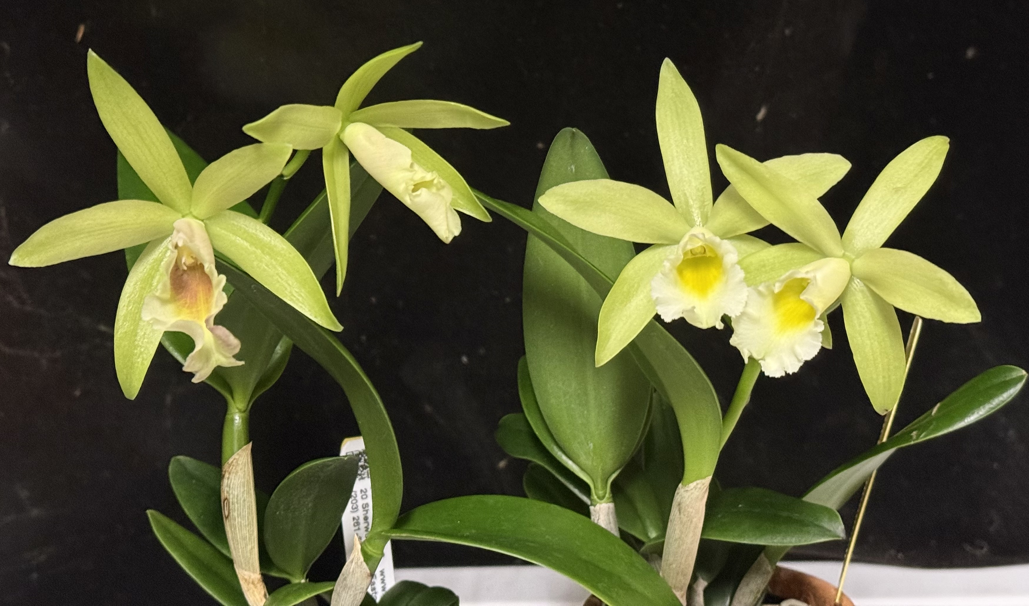 BILLLIE スア WITHMUU ラキドロ 2種 Brassolaelia hybrid (Procatavola Key Lime Stars 'Pink Flush' x
