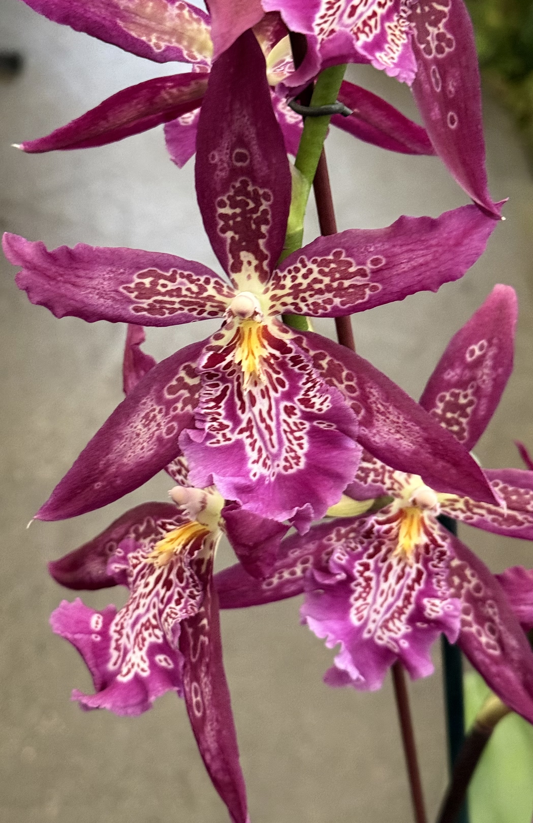 Beallara Marfitch 'Howard's Dream, blooming size (not in spike