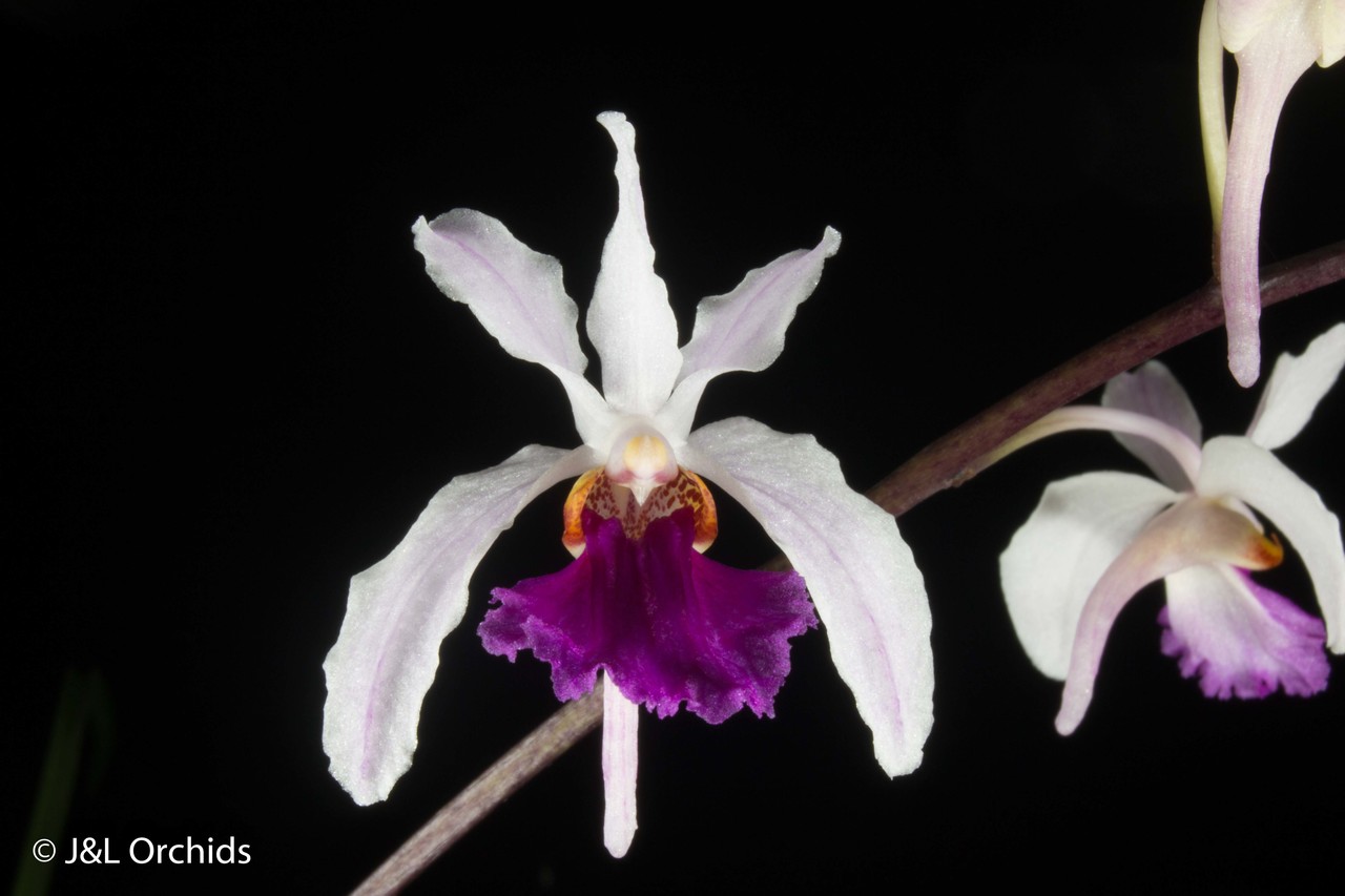 Holcoglossum kimballianum