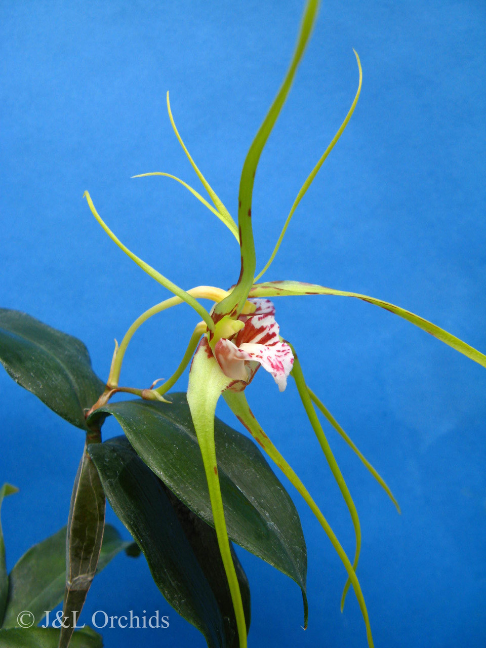 Dendrobium tetragonum - J&L Orchids